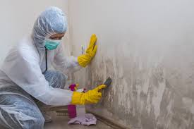 Best Mold Remediation for Rental Properties  in Webster, SD